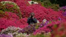<p>Seorang pengunjung yang mengenakan masker mengambil gambar taman azalea di kuil Shinto, Tokyo pada 21 April 2022. Pada bulan April, saat musim semi mencapai puncaknya, bunga azalea akan memenuhi kompleks kuil. (AP Photo/Kiichiro Sato)</p>
