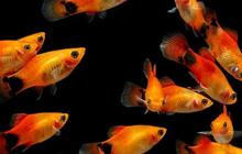 Ikan- Ikan Dipercaya Bawa Keberuntungan dan Rezeki, Bisa Dirawat di Rumah!