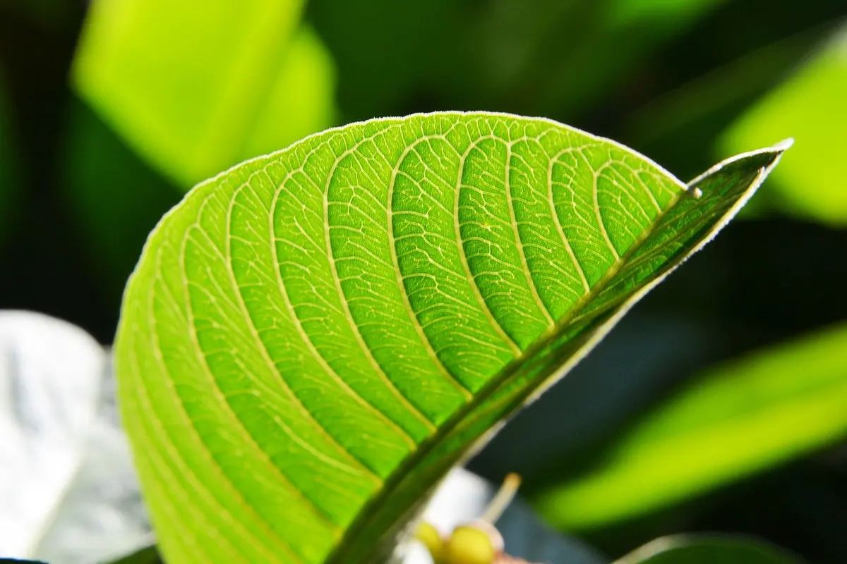 Daun Jambu Biji