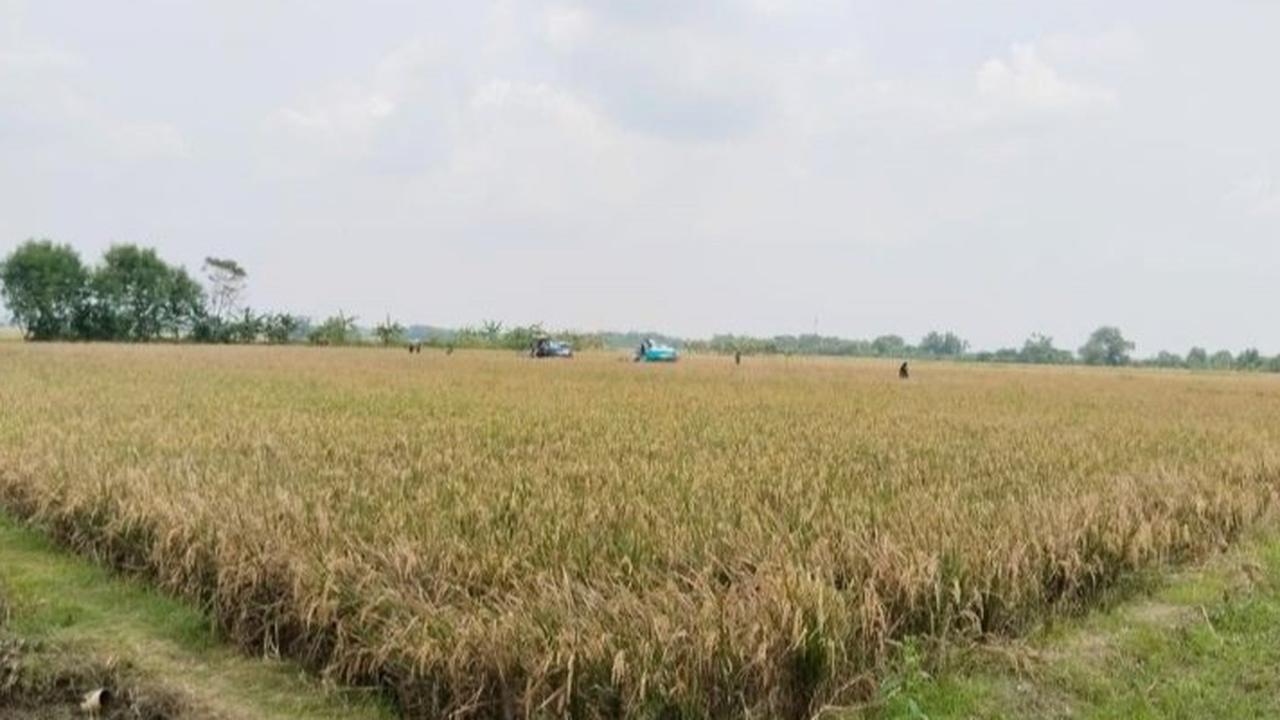 Dorong Ketahanan Pangan, Jamkrindo Beri Jaminan Sektor Pertanian Rp35,78 Triliun Hingga Agustus 2025