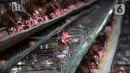 Ayam-ayam petelur terlihat di sebuah peternakan di Desa Pengasinan, Gunung Sindur, Kabupaten Bogor, Jawa Barat, Selasa (6/10/2020). Harga telur eceran sempat mencapai Rp 24 ribu per kilogram, sekarang turun Rp 18,500 per kilogram. (merdeka.com/Dwi Narwoko)