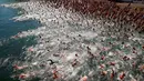 Peserta lomba renang saat bersaing menyeberangi Danau Zurich, Swiss (24/8). Lomba sejauh 1,5 km ini diikuti oleh ratusan orang mulai dari anak muda hingga orang tua. (REUTERS/Arnd Wiegmann)