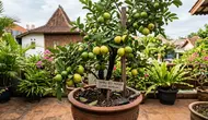 11 Cara Membuat Pohon Jambu Biji Cepat Berbuah Meski Ditanam di Pot