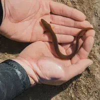 Ilustrasi Mimpi Menangkap Belut Credit: pexels.com/Marin