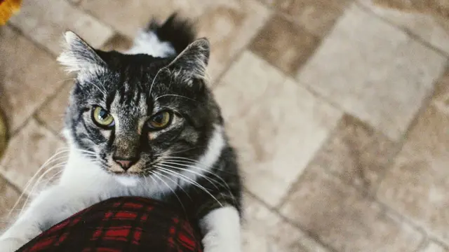Alasan Kucing Meregangkan Tubuh Saat Melihat Orang
