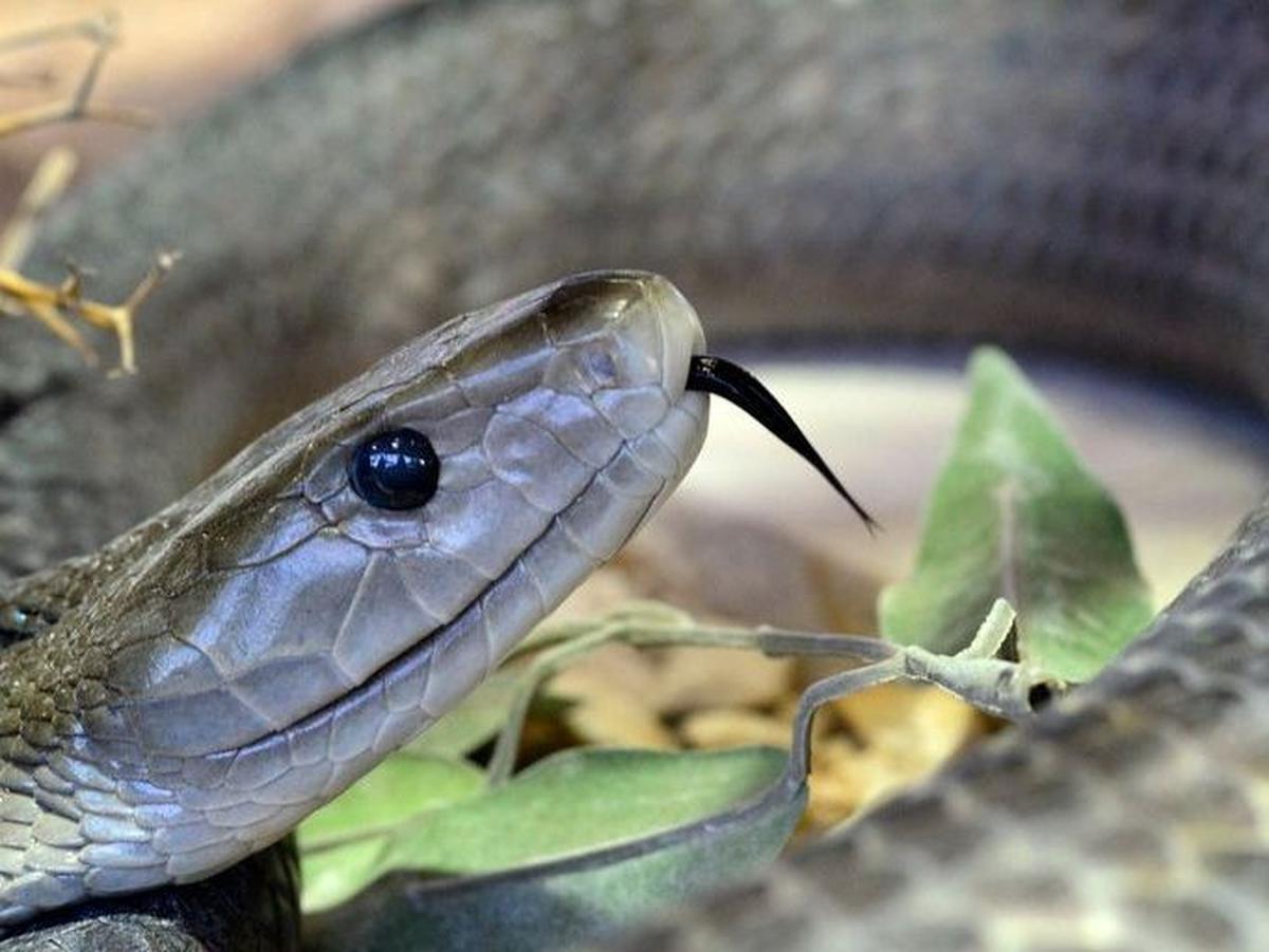 2. Mamba Hitam