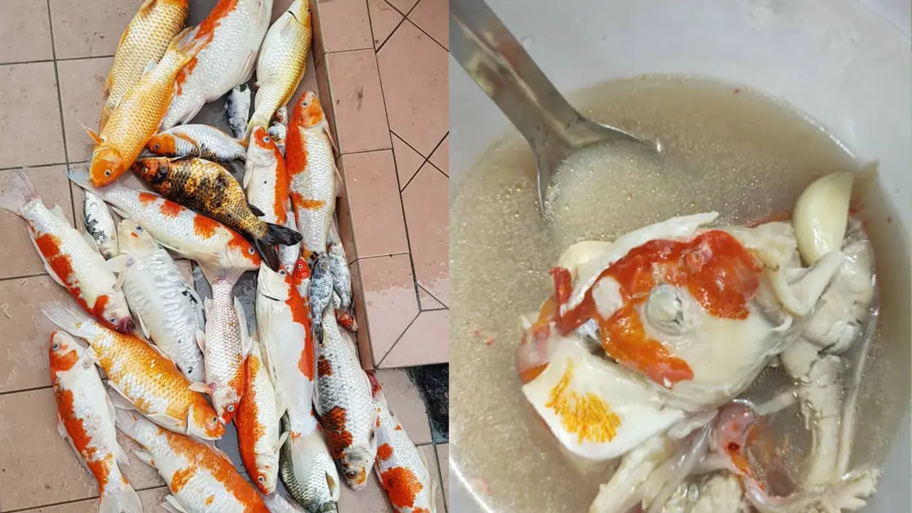Viral Aksi Wanita Masak Sup Ikan Koi
