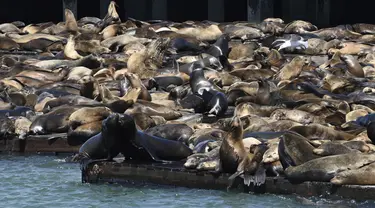 Ratusan singa laut berkumpul di dermaga Pier 39, San Francisco pada  30 April 2024. (Yuri Avila/San Francisco Chronicle via AP)