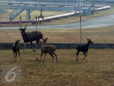 Rusa Sambar dan petugas pemelihara di lokasi penangkaran di kawasan Terminal BBM Pertamina dan Refinery Unit 5 Balikpapan, Kamis (29/10). Rusa Sambar merupakan rusa paling besar diantara tiga rusa asli Indonesia lainnya. (Liputan6.com/Immanuel Antonius)