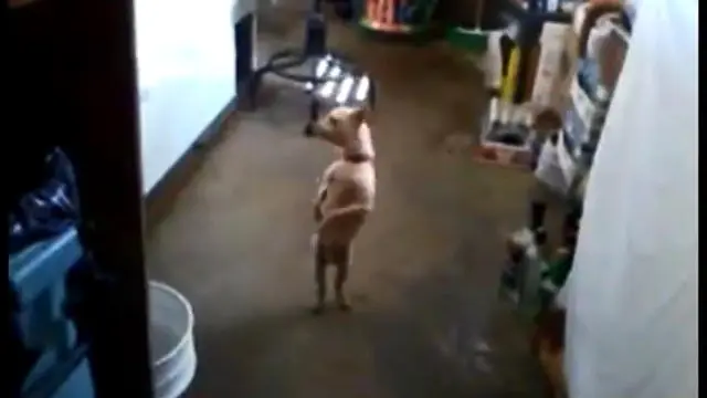 POPS: Lucu, Anjing ini bisa Berjoget Gangnam Style