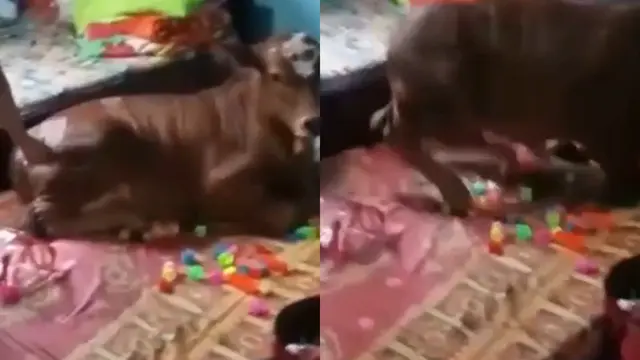 Sapi 2