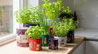 10 Jenis Sayuran yang Bisa Ditanam Kembali dari Sisa Dapur, Panen Tiap Hari