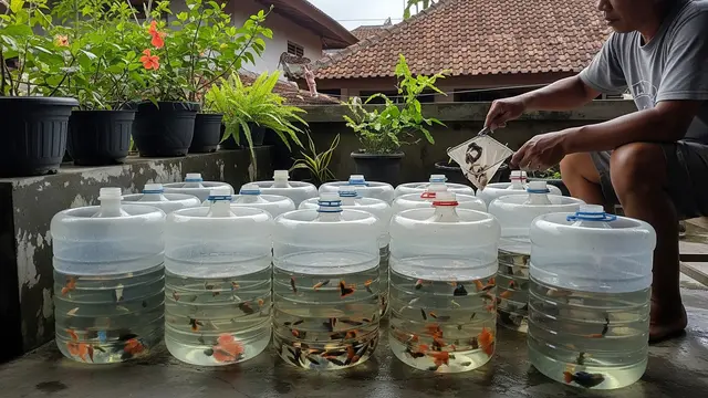Budidaya Ikan Hias di Teras Saat Musim Hujan, Ini 4 Tantangan dan Solusinya