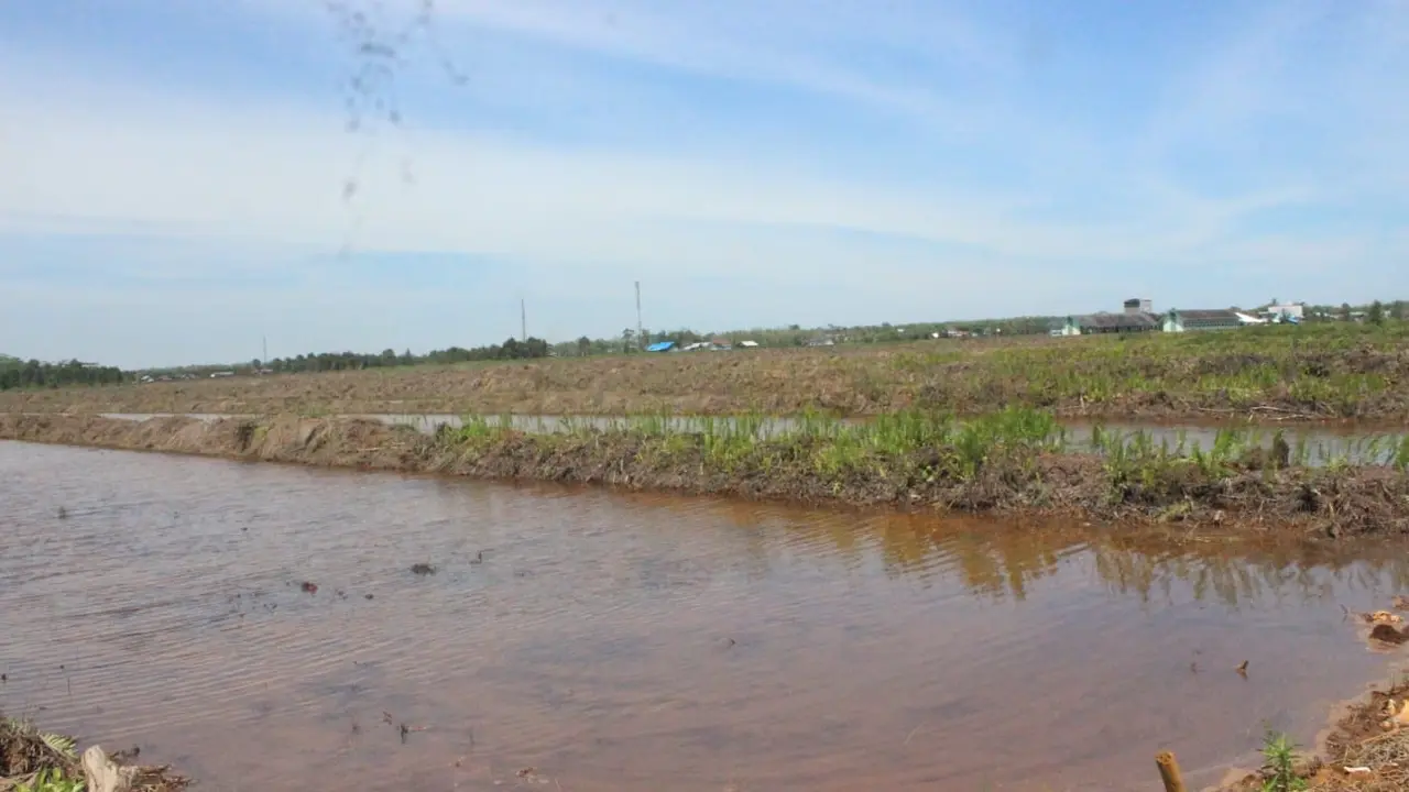 Program Cetak Sawah Rakyat (CSR) di Kalimantan Tengah (Istimewa)