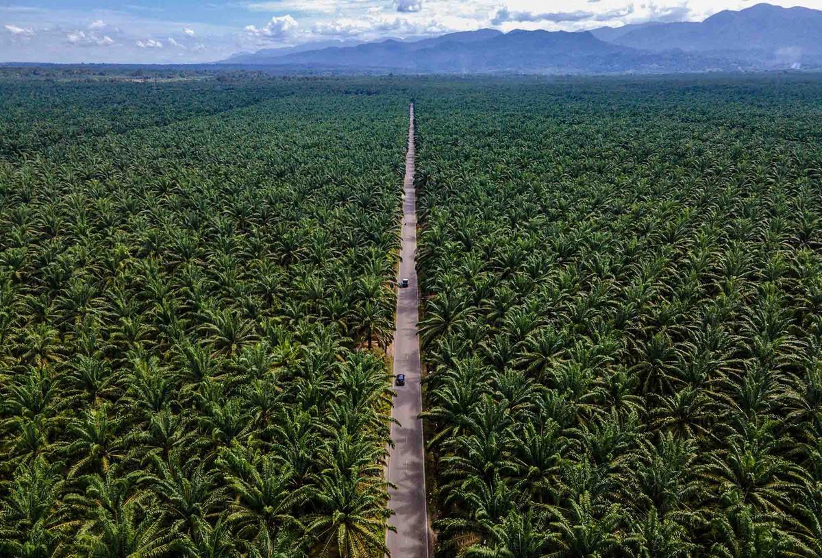 FOTO: Melihat Perkebunan Kelapa Sawit Rakyat Terbesar di Provinsi Aceh