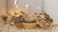 Cara Membuat Tempat Pakan Ayam Otomatis dari Botol Bekas, Ikuti 5 Langkah Mudah Ini