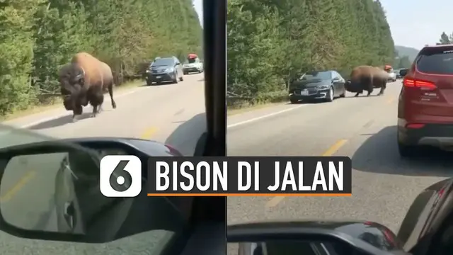 Bison sempat menyeruduk sebuah mobil yang sedang melintas hingga mengakibatkan bemper mobil tersebut rusak.