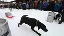 Seekor anjing menarik tong bir di arena salju saat perlombaan Monster Dog Pull di Red Lodge Ales, Montana (25/2). Lomba menarik tong di salju ini diikuti sekitar 40 anjing dari wilayah tersebut. (Jim Urquhart / Getty Images / AFP)