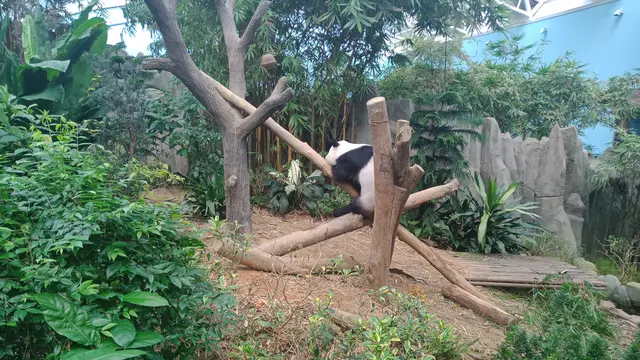 Kai Kai