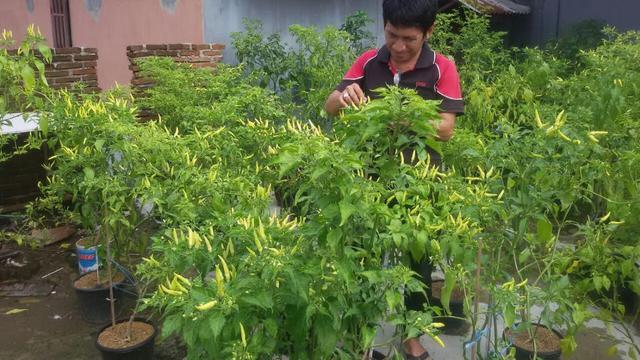 6 Cara Menanam Cabe Sendiri Di Rumah Dengan Mudah Dan Pasti