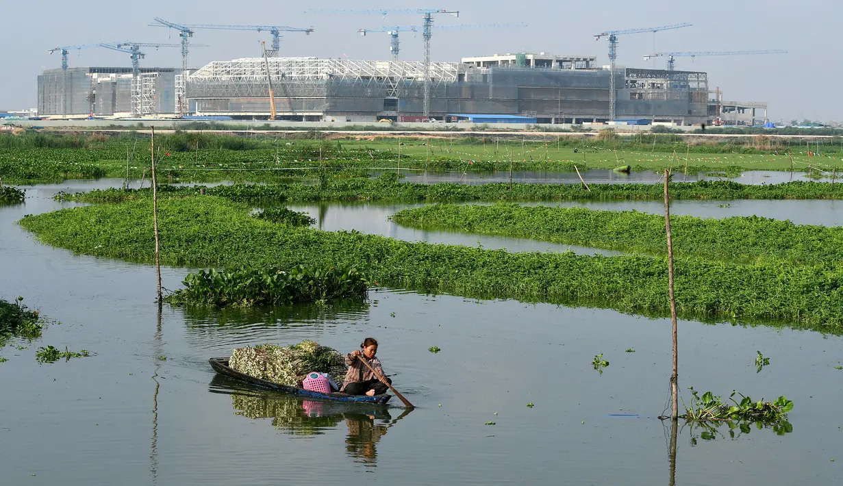 <p>Seorang petani memanen mimosa air dari perahu di sebuah perkebunan di Phnom Penh, Kamboja, 28 April 2022. Mimosa air adalah hidangan sayuran yang populer di Kamboja. (TANG CHHIN Sothy/AFP)</p>
