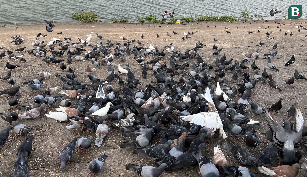 Sejumlah merpati yang berada di kawasan kawasan Tonle Sap, Phnom Penh, Kamboja, Kamis (11/05/2023). Tonle Sap merupakan danau air tawar terbesar di Asia Tenggara. (Bola.com/Gregah Nurikhsani)