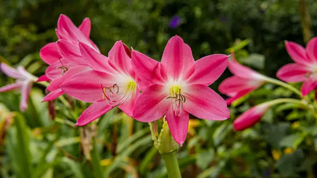 Pink Agapanthus: Tanaman yang Ditakuti Ular Agar Tidak Masuk Rumah