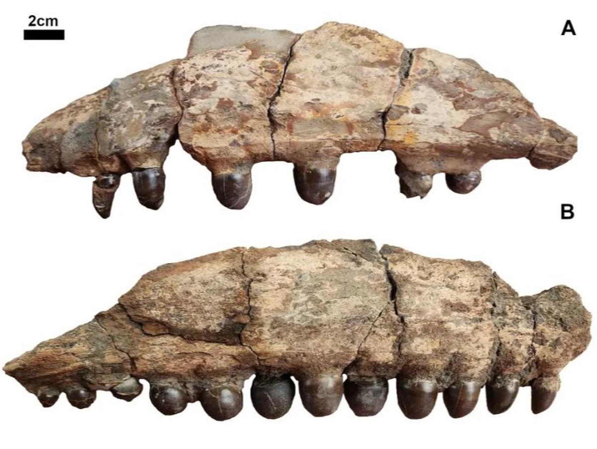 Gigi monster laut purba, mosasaurus Globidens alabamaensis.