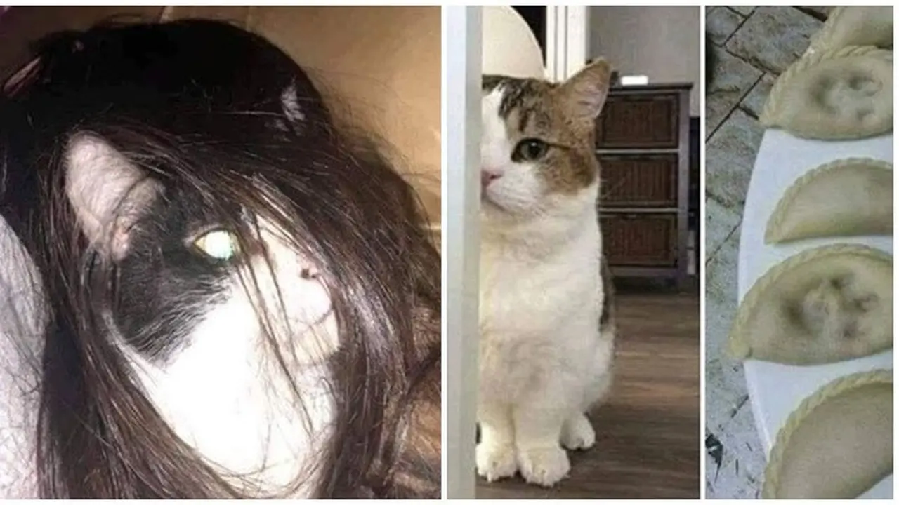 Kelakuan Kucing Ini Gereget Banget Bikin Syok Majikannya