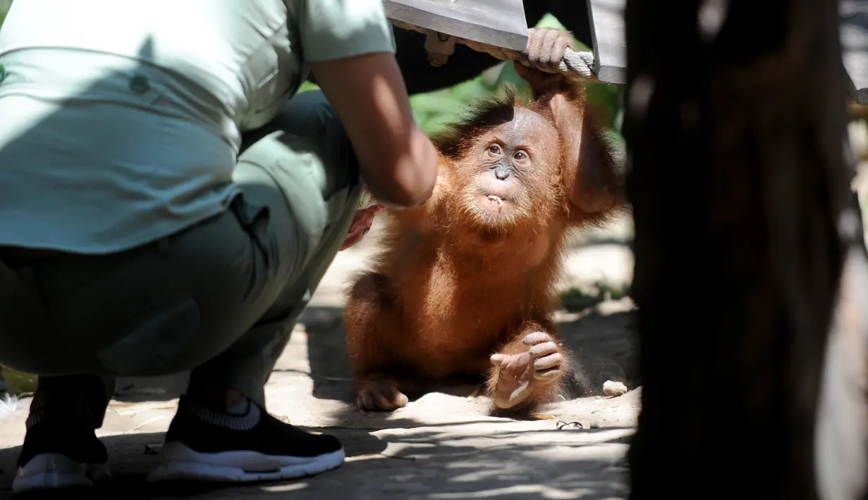 Anak orangutan diperlihatkan kepada publik setelah beberapa bulan dalam karantina di Taman Safari Bali, Kabupaten Gianyar, Senin (19/8/2019). Pihak berwenang pada 22 Maret lalu menangkap WN Rusia yang berusaha menyelundupkan anak orangutan berusia dua tahun itu di dalam koper. (SONNY TUMBELAKA/AFP)