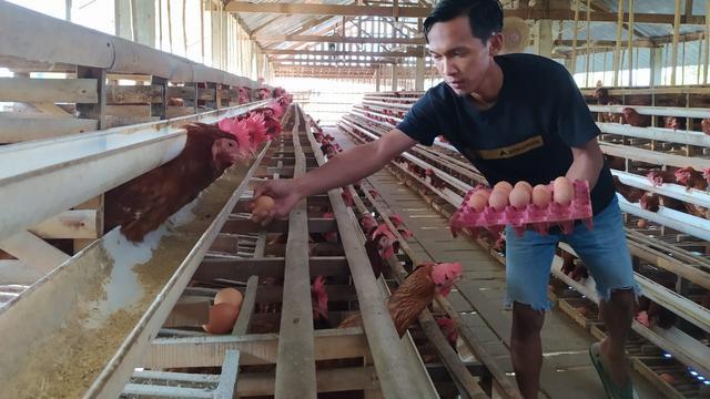 Peternak ayam petelur bertahan di tengah pandemi