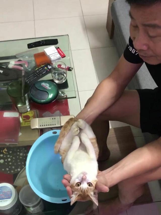 Viral Tutorial Cara Mandikan Bayi Pakai Kucing Aksi Pria Ini Bikin Salah Fokus Citizen6 Liputan6 Com