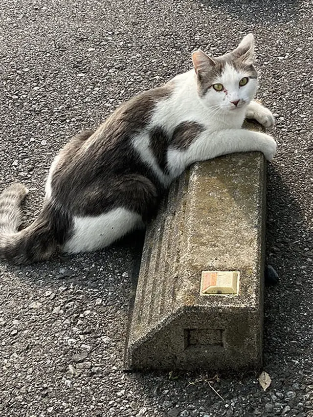 8 Potret Gemas Kucing Bersantai di Bumper Parkiran