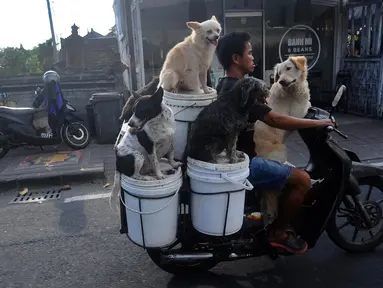 I Ketut Widianta (48 tahun) menggunakan sepeda motor bersama anjing jalanan di kawasan, Canggu,  Badung Bali, Selasa (25/4/2023). (merdeka.com/Arie Basuki)