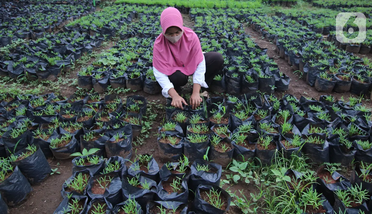 Petugas merawat bibit tanaman di Tangerang, Banten, Rabu (4/11/2020). DKP Kota Tangerang menargetkan membagikan 486 ribu bibit tanaman buah dan sayuran hingga akhir November 2020 untuk warga melalui kecamatan di tengah pandemi COVID-19. (Liputan6.com/Angga Yuniar)