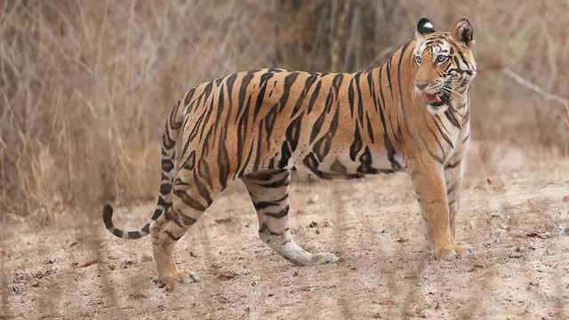 Bandhavgarh National Park