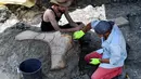 Peneliti National History Museum of Paris membersihkan tulang panggul didekat penemuan tulang paha dinosaurus raksasa Sauropoda di sebuah situs penggalian di barat daya Prancis, 24 Juli 2019. Tulang-tulang tersebut ditemukan pada lapisan tanah liat yang tebal oleh tim relawan. (GEORGES GOBET/AFP)