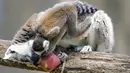 Lemur memakan es buah beku pada hari yang panas di kebun binatang Roma, Italia, Selasa (25/6/2019). Suhu tertinggi yang berkisar 37 sampai 40 derajat Celsius diperkirakan terjadi di wilayah Italia utara dan tengah. (AP Photo/Andrew Medichini)