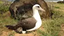 Foto tanggal 13 Februari 2013 menunjukan seekor Albatros Laysan sedang menjaga anaknya di dalam sarang di Hawaii. Pemuda bernama Christian Gutierrez dijatuhi hukuman 45 hari penjara usai membunuh Albatros.(Lindsay Young/Pacific Rim Conservation via AP)
