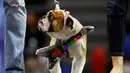 Bulldog bernama Josie berjalan diatas panggung dengan mengalungi gitar mainan saat mengikuti kontes Drake Relays Beautiful Bulldog ke-38 di Des Moines, Iowa (23/4). (AP Photo / Charlie Neibergall)