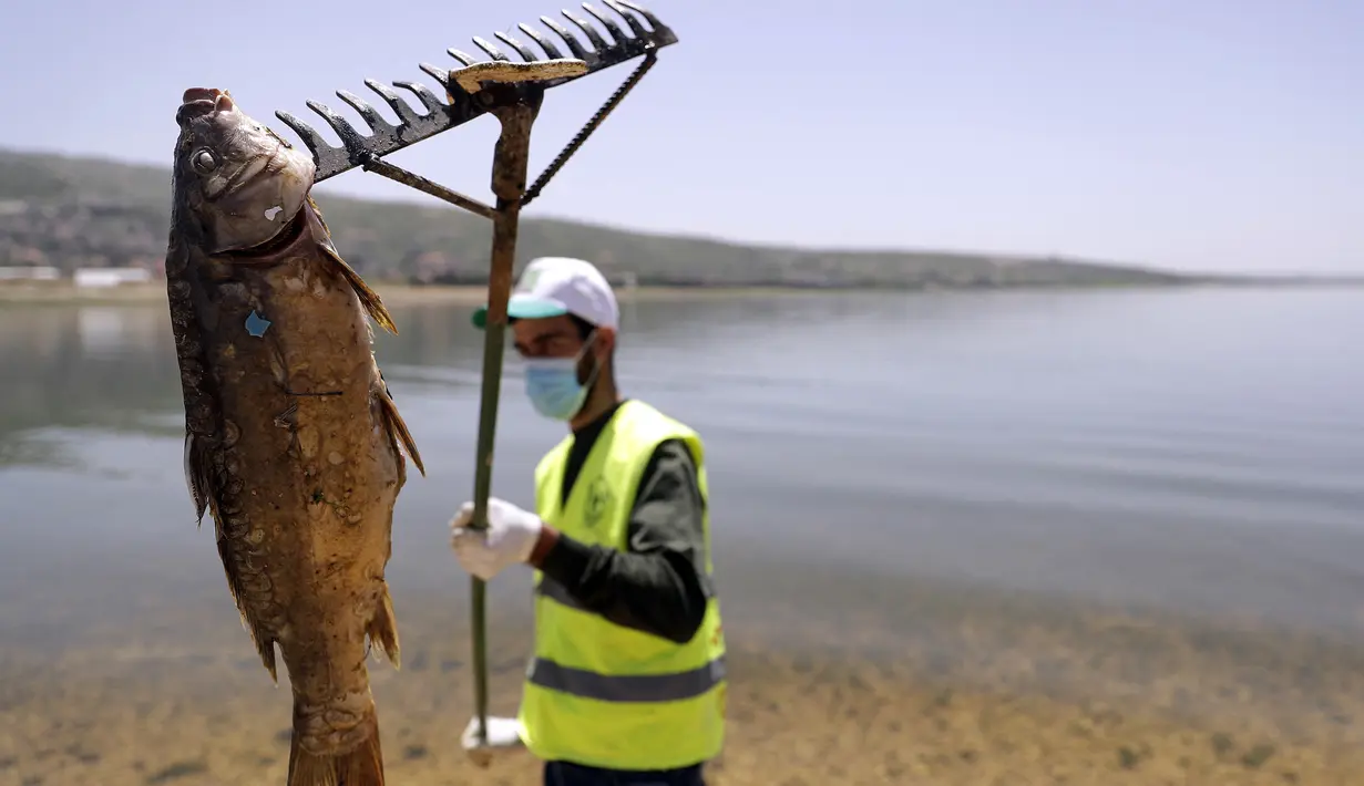 Pekerja membersihkan ikan mas mati di sepanjang waduk al-Qaraoun di Distrik Beqaa Barat, Lebanon pada 29 April 2021. Belum jelas penyebab kematian ikan di Danau Qaraoun, yang menurut beberapa nelayan setempat kematian ikan dengan jumlah sebesar ini belum pernah terjadi sebelumnya. (JOSEPH EID / AFP)