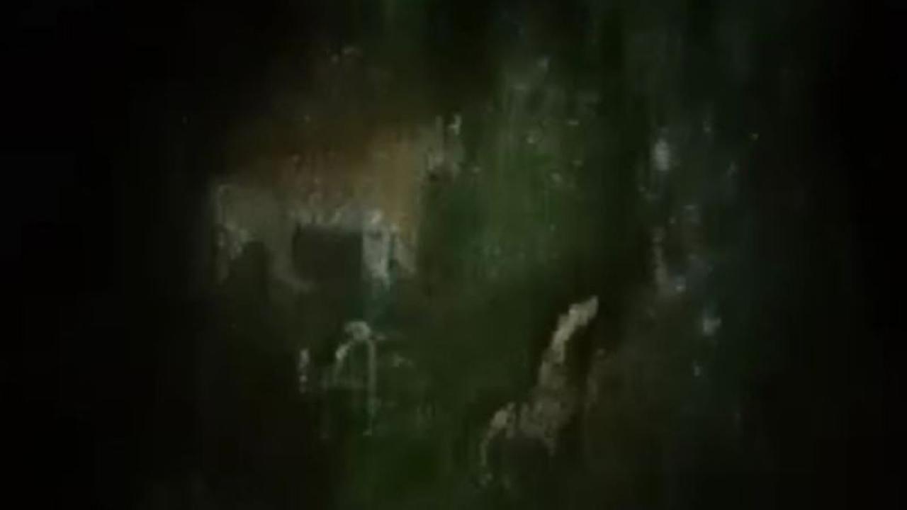 Waspada, Video Viral Harimau Sumatra Muncul Dekat Kebun Warga Lebong: Apa Kata BKSDA?