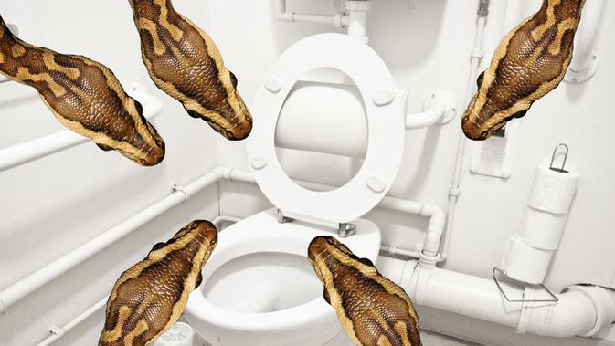 Tak Hanya Ular yang Bisa Muncul dari WC dan Mengigit 