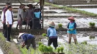 Pupuk untuk Musim Tanam I Cukup, Kementan Minta Petani Tak Perlu Panik/Istimewa.