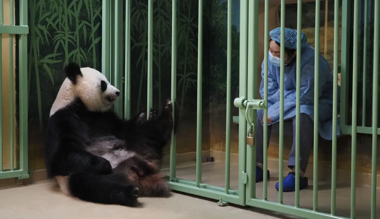 Seorang penjaga China duduk dekat kandang panda raksasa betina yang tengah hamil Huan Huan saat menunggunya melahirkan di Beauval Zoo, Saint-Aignan-sur-Cher, Prancis, 1 Agustus. 2021. Huan Huan melahirkan dua anak kembar dalam keadaan sehat. (Guillaume SOUVANT/AFP)