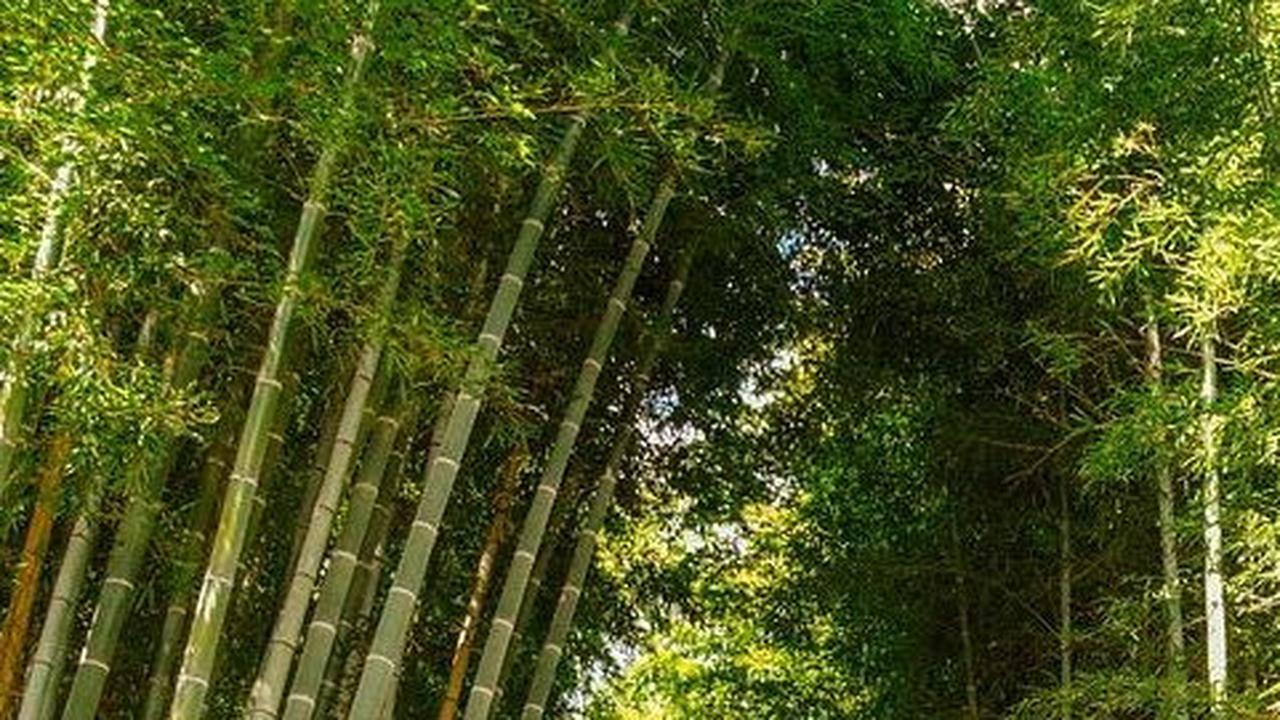 7.	Taman Nasional Alas Purwo