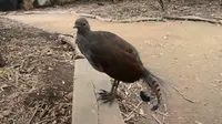 Keren, Burung Ini Tirukan Efek Suara Film Star Wars