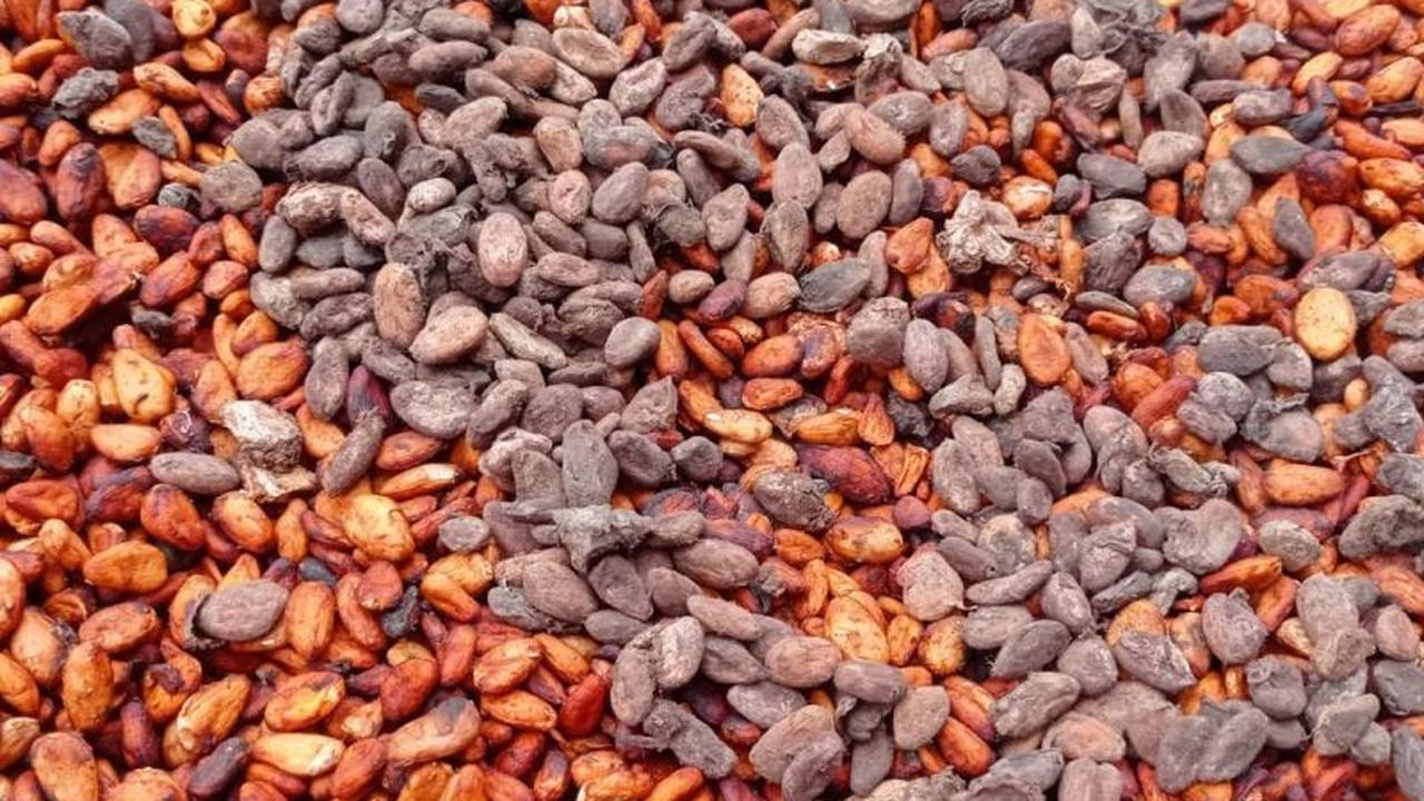 Harga Kakao Anjlok Drastis, Petani Lebak Tunda Penjualan Hindari Kerugian