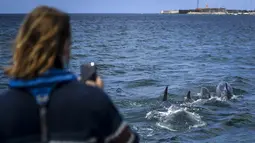 Seorang turis mengambil gambar lumba-lumba berenang di Tagus melewati perahu pengamat spesies laut di lepas pantai Lisbon, Portugal pada 7 Agustus 2021. Sejak adanya pembatasan aktivitas warga akibat pandemi covid-19, lumba-lumba telah kembali ke muara Tagus. (PATRICIA DE MELO MOREIRA / AFP)