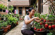 Cara Menanam Stroberi di Pot agar Tidak Mudah Busuk, Cocok untuk Lahan Terbatas